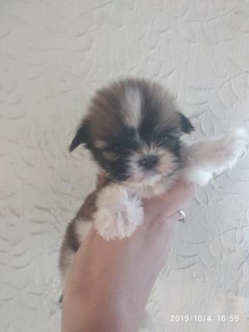 Últimos.shihtzus disponível pedigree opcional - Foto 5