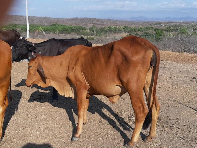 Vacas, novilhas, garrotas e touro SINDI - Foto 2