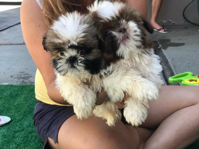 Shitzu com pedigree e microchip - Foto 4
