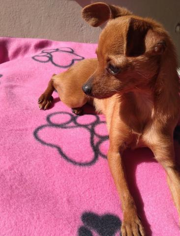 Pinscher fêmea - Foto 3