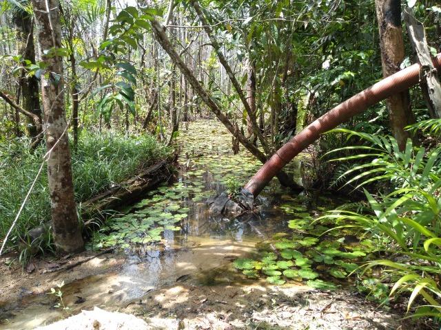 No Pará,175 hectares ha região de Castanhal-Pará por 1.400.000,00 documentada - Foto 7