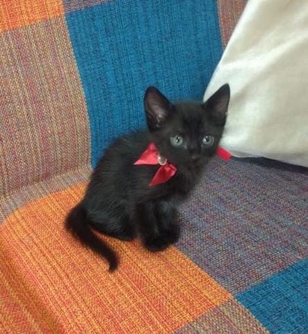 Gatinhos para ADOÇÃO responsável - Foto 2