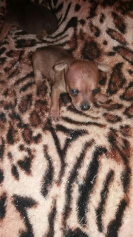 Pinscher