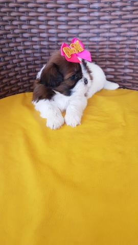 Filhotes de shihtzu