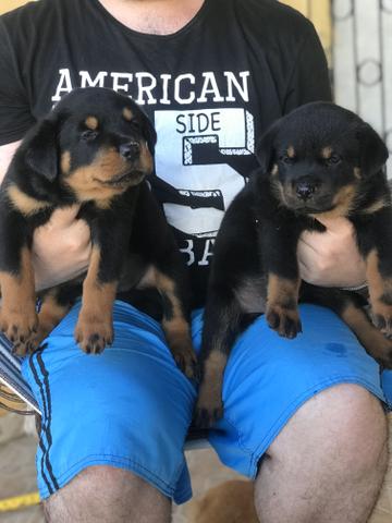 Rottweiler cabeça de touro - Foto 2