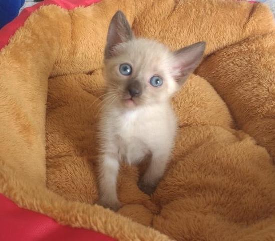 Gatinhos para ADOÇÃO responsável - Foto 3