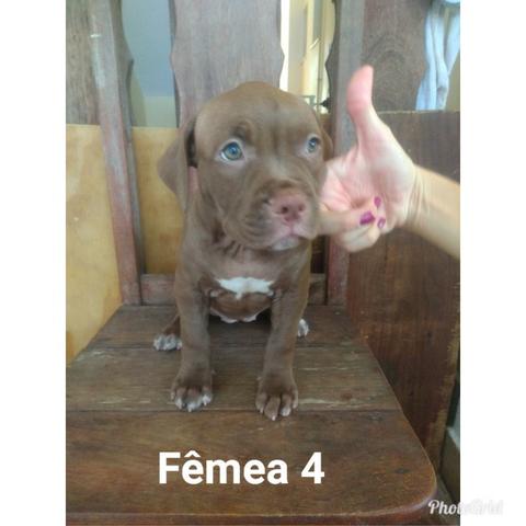 Filhotes de Pit Monsters com Pedigree - Foto 5