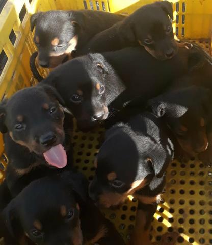 Lindos filhotes de rottweiller com 48 dias - Foto 2