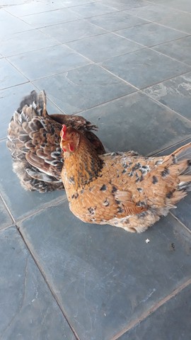 Ovos Galados Caipira Galinha Feliz. - Foto 3