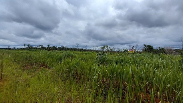 Vendo Ótimo Sítio, Super Barato a Apenas 82 KM de Porto Velho-RO - Foto 3