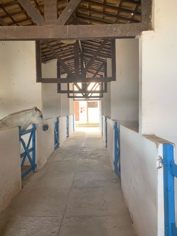 Lotes na Fazenda Real Macaiba - Foto 10