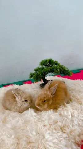 Coelhos mini ou Anão - Foto 5