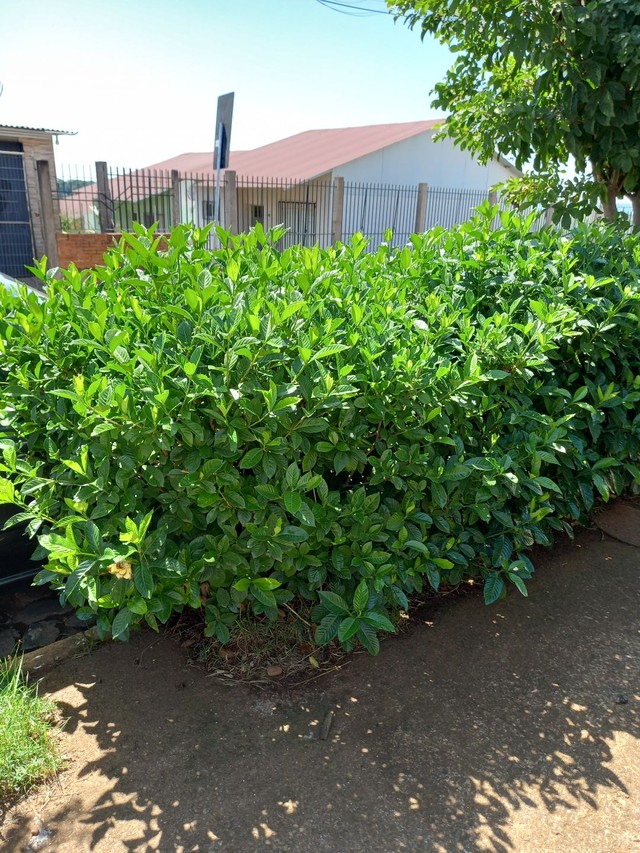 Vendo lindos arbusto Jasmim - Materiais de construção e jardim - Scharlau,  São Leopoldo 1136835827 | OLX