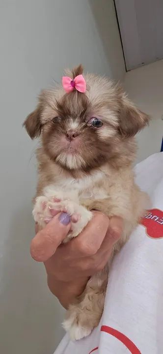 Shihtzu Femea Dourada de olhos claros