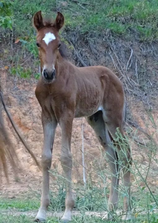 Potro filho de pais de Picada ABAIXO DO PREÇO, APROVEITE - Foto 3