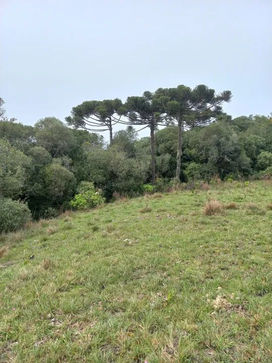 Chácara Faz. Ilhéus 2,0 Ha - Foto 8