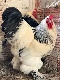 Galo Brahma Gigante - Excelente reprodutor