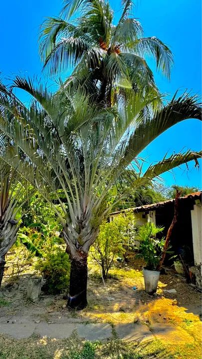 Diversas espécies de plantas para jardinagem e decoração - Foto 6