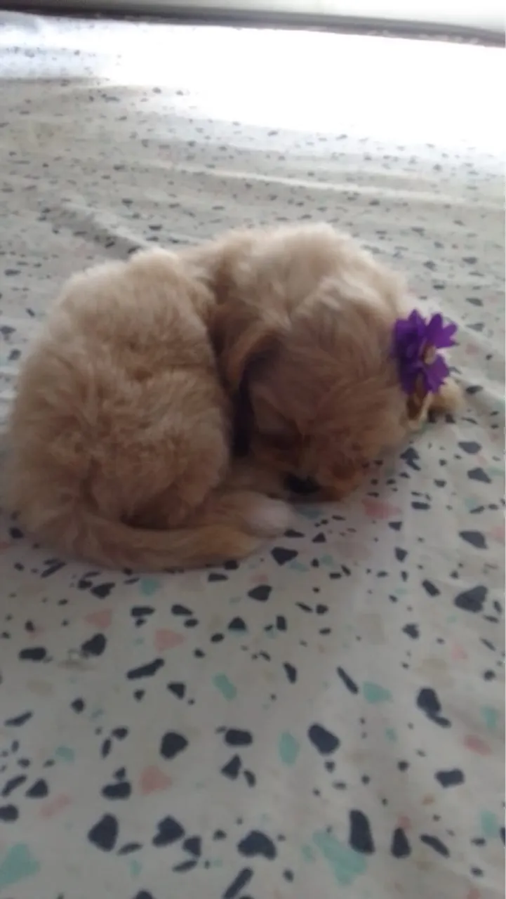 Cachorrinha fofa para adoção
