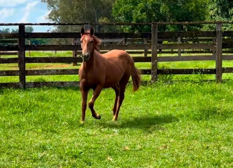 Potra quarto de milha pura - Foto 2