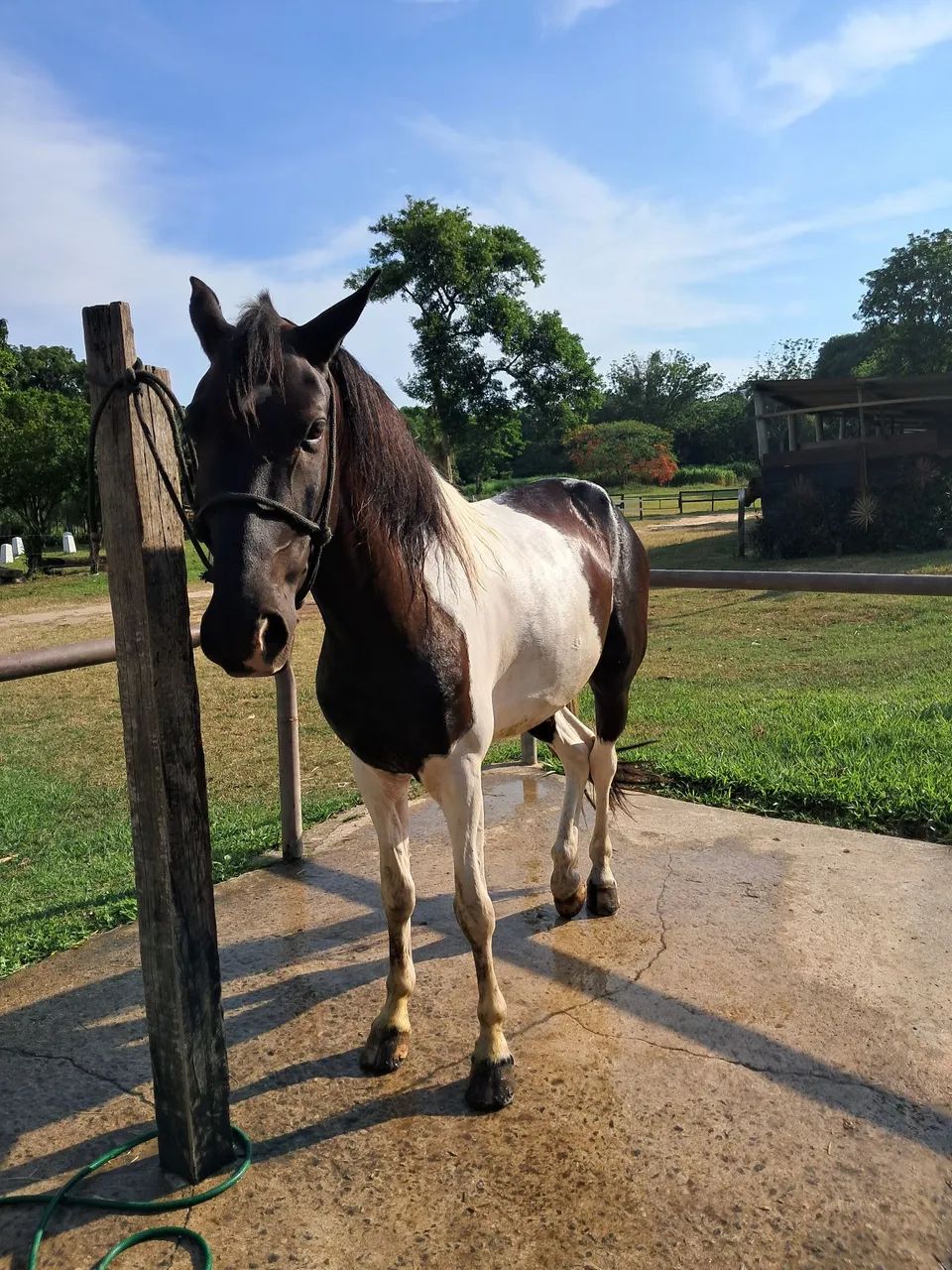 Cavalo Pampa de preto - Foto 5