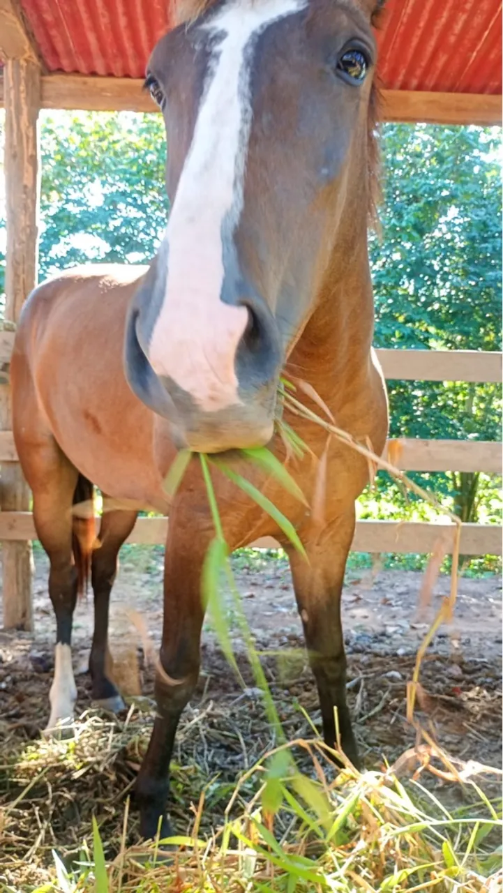 Cavalo raça quarto de milha égua 