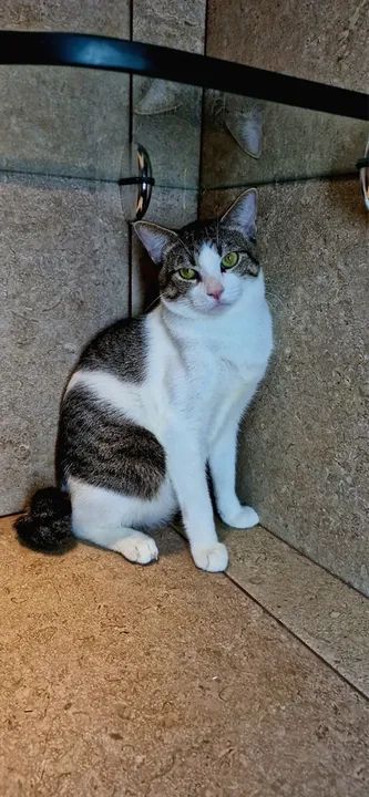Gato castrado para adoção responsável  - Foto 2