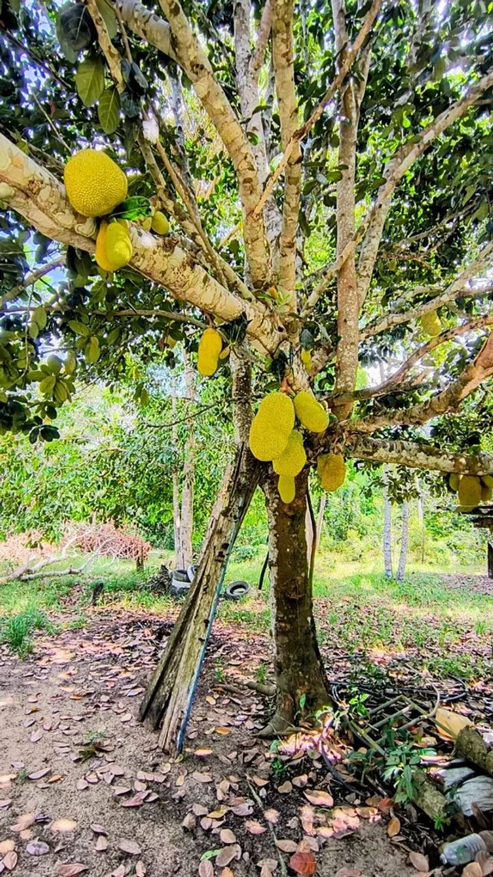 Atenção Investidores, Sitio com Igarapé, com 10 hectares, - próximo cachoeira castanh - Foto 8
