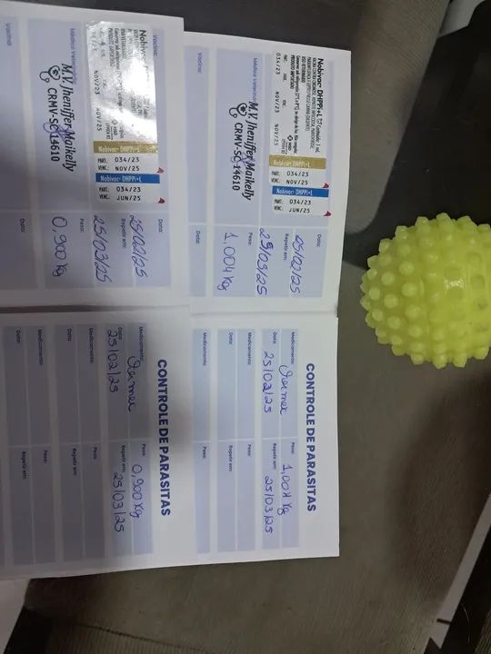 Shih tzu Mini macho - Foto 5