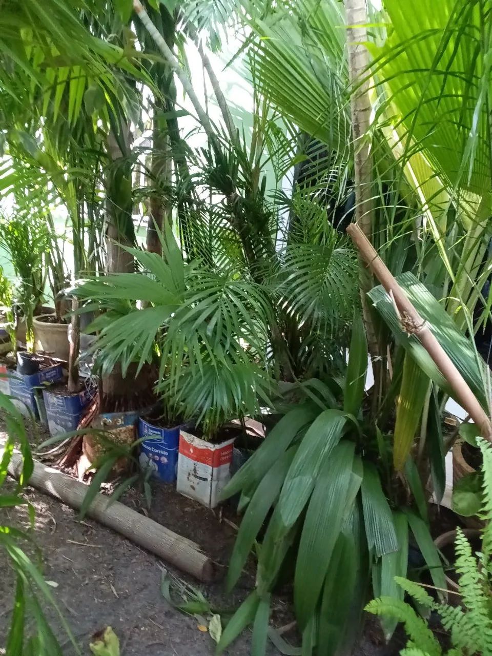 Plantas diversas