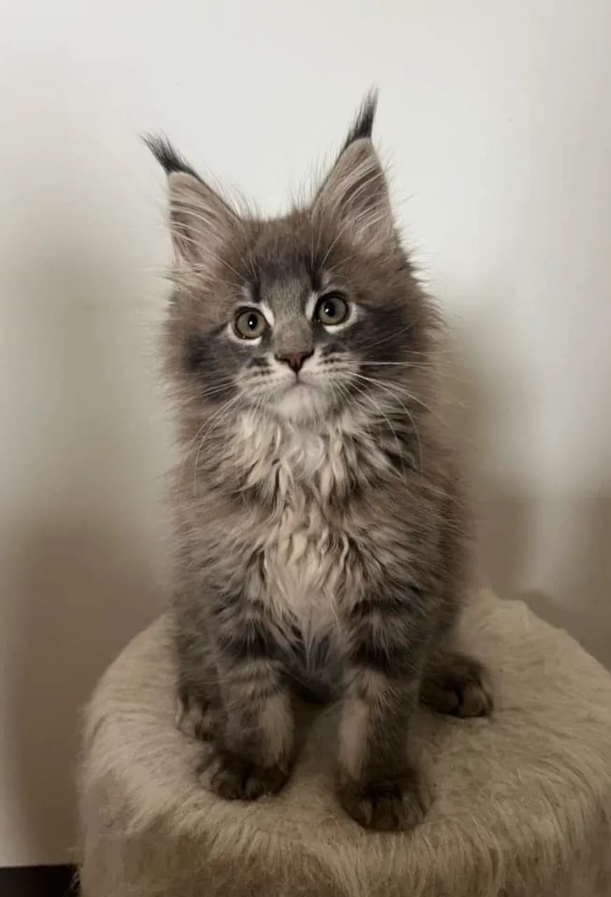 Filhote de Maine Coon - Beleza Selvagem e Personalidade Doce - Foto 3