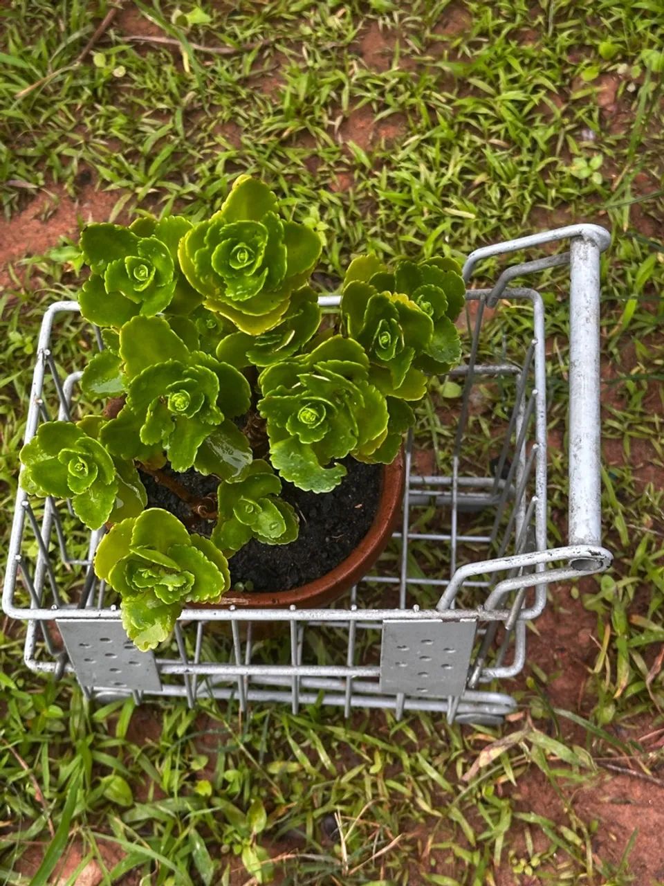 Floreira (Carrinho decorativo de compras miniatura em ferro ) - Foto 2