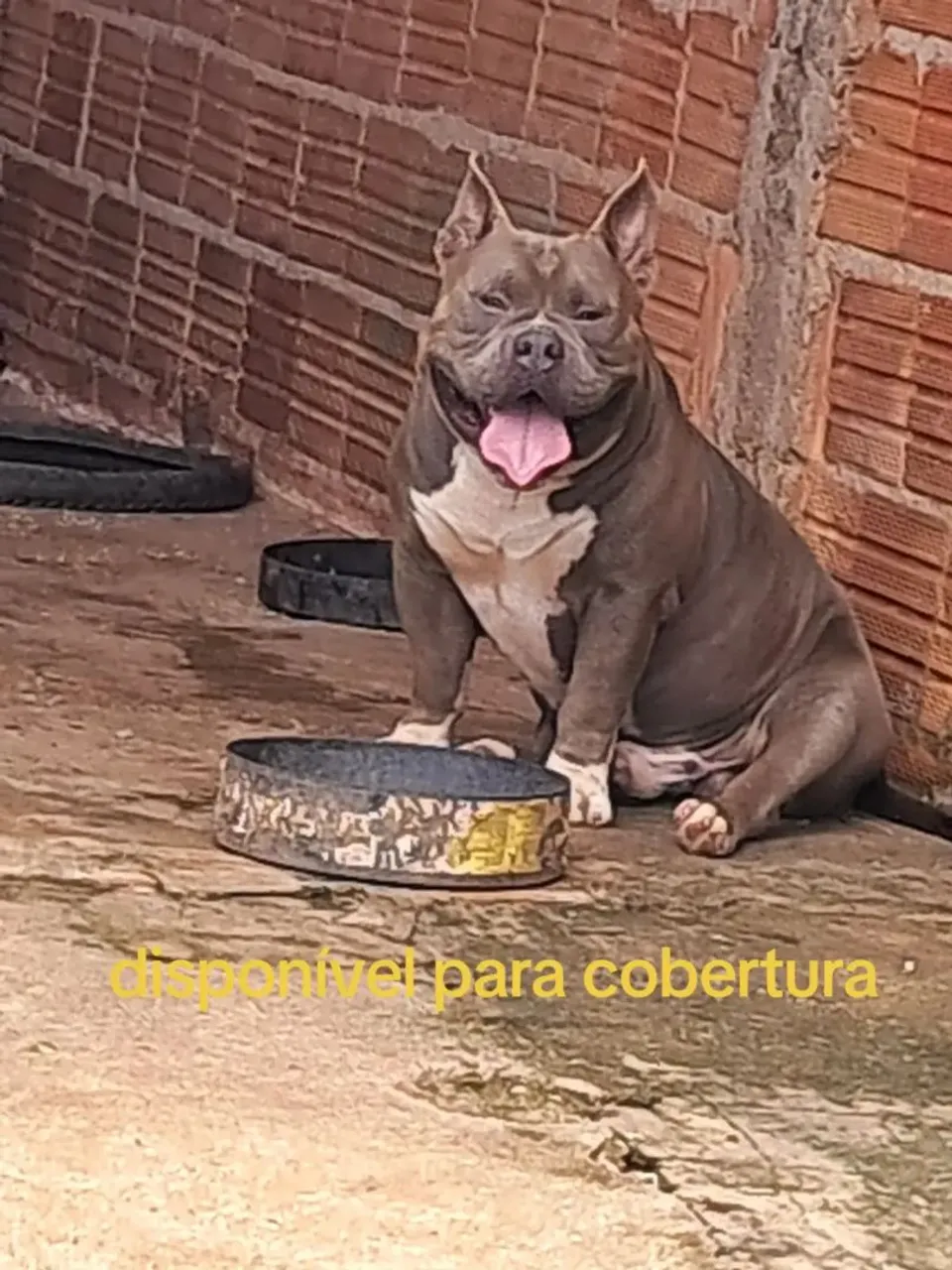 American Bully para Cobertura