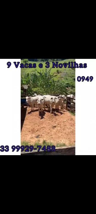 9 Vacas e 3 Novilhas  - Foto 6