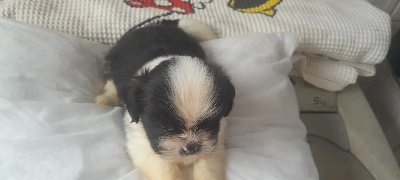 Filhote de Shih Tzu disponível! Macho