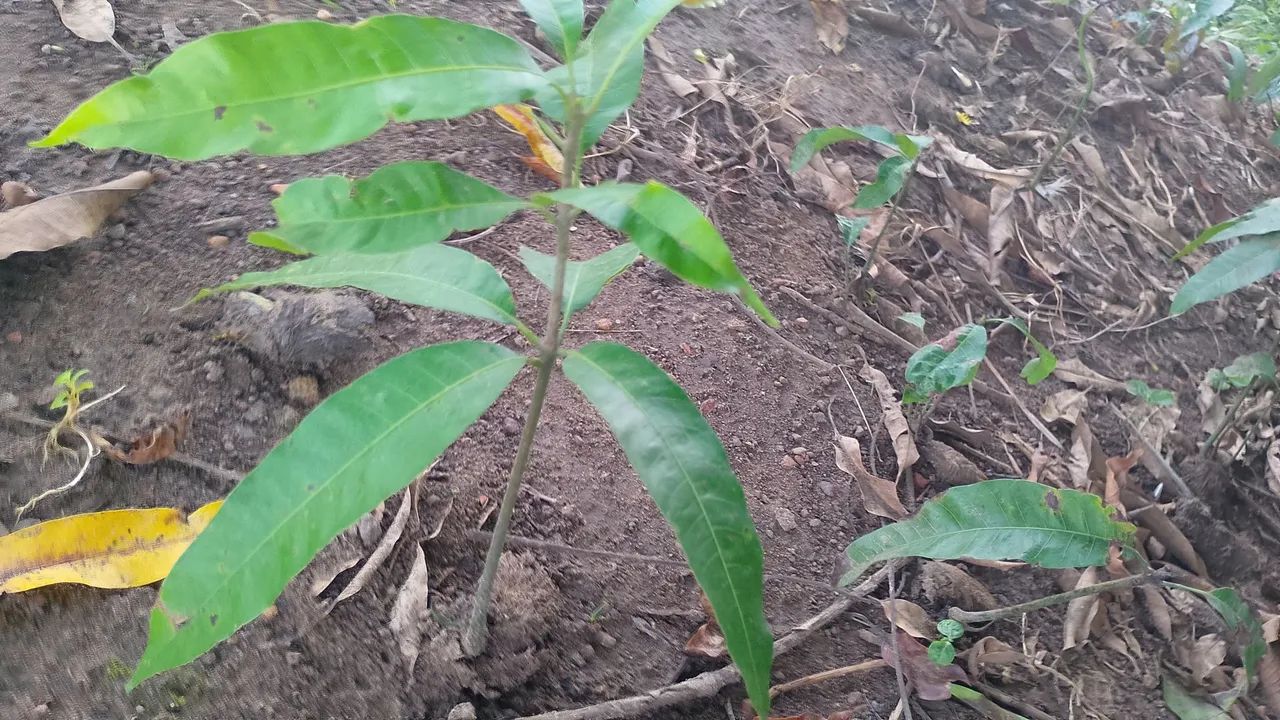 Muda de cupuaçu e manga