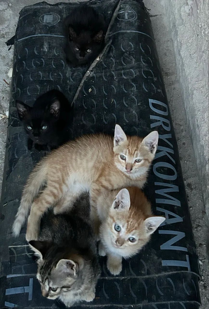 Gatos filhotes para adoção  - Foto 3