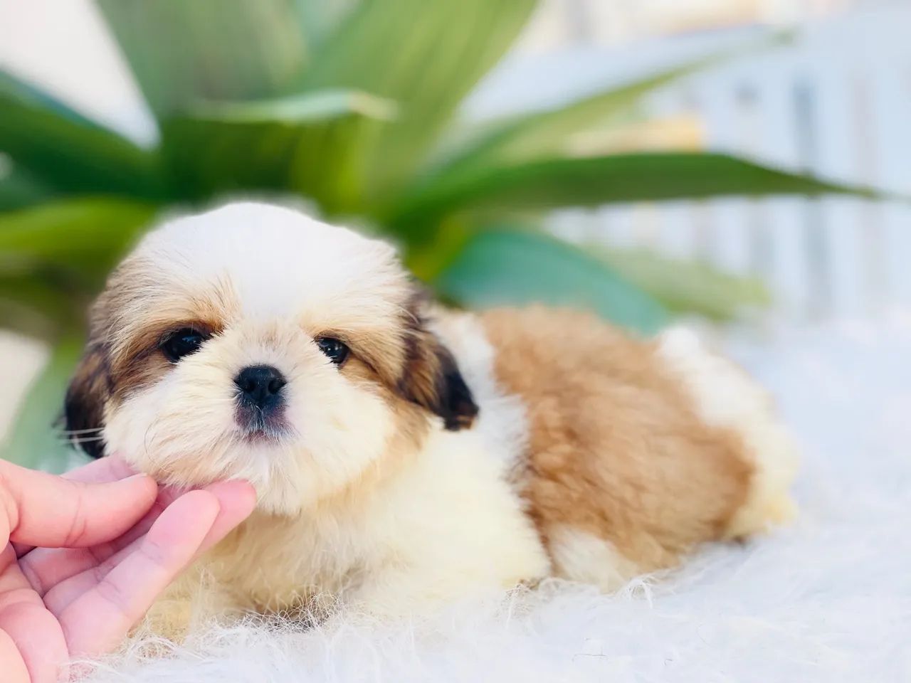 Maravilhoso macho Mini Shih tzu - Foto 3