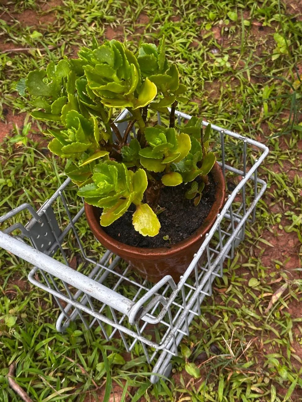 Floreira (Carrinho decorativo de compras miniatura em ferro ) - Foto 4