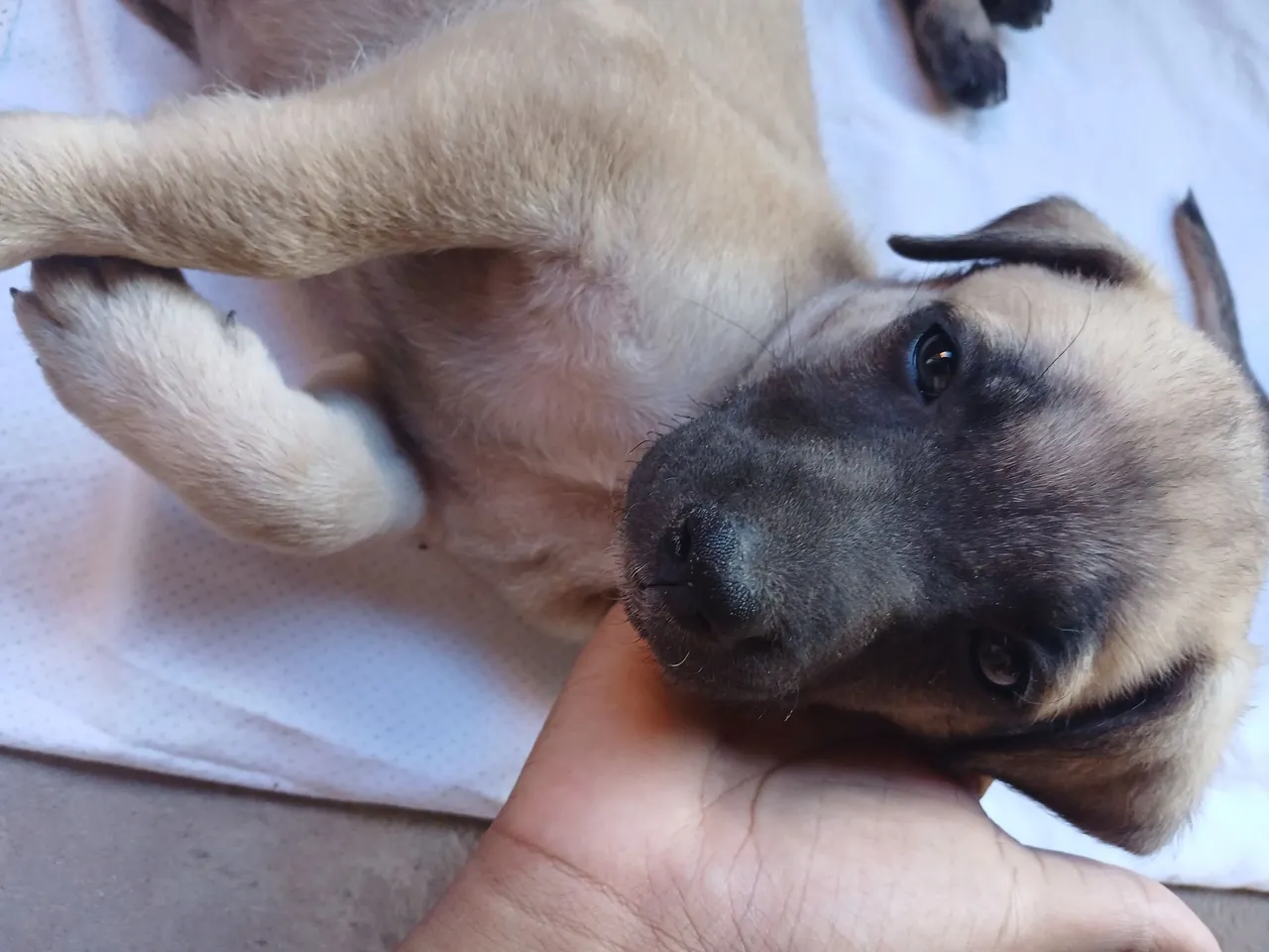 Filhotinhos fofos e saudavel para a doação
