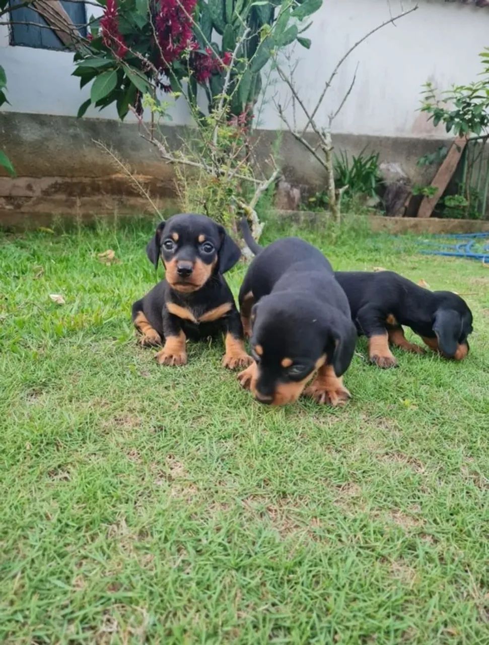 Dois filhotes de Dachshund Basset miniatura teckel miniatura  - Foto 2