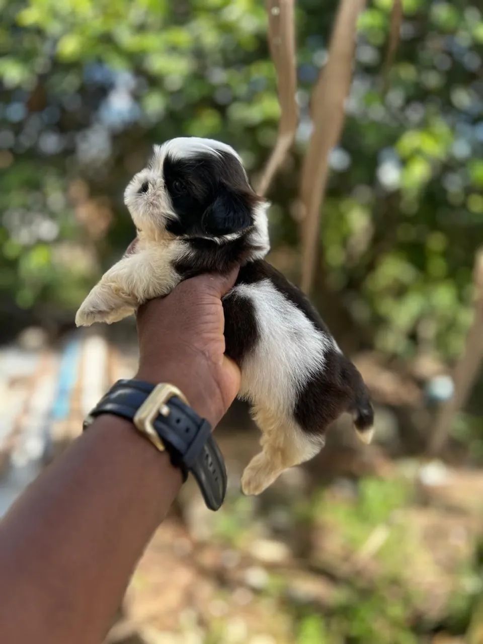Filhote Shih Tzu fêmea e macho  - Foto 5