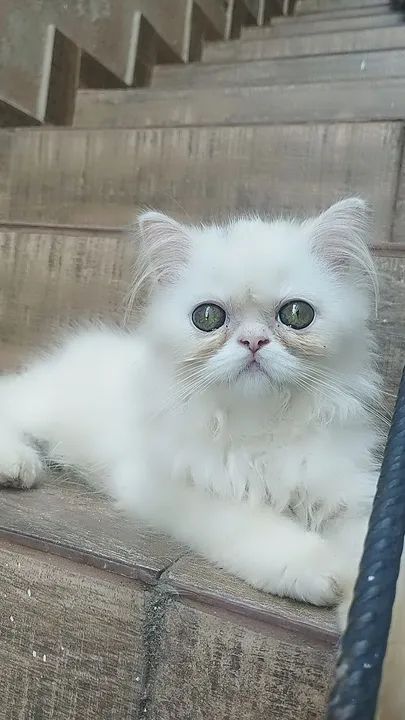 Filhote persa fêmea branca. Cinza exótica fêmea amarelo exótico macho. - Foto 5