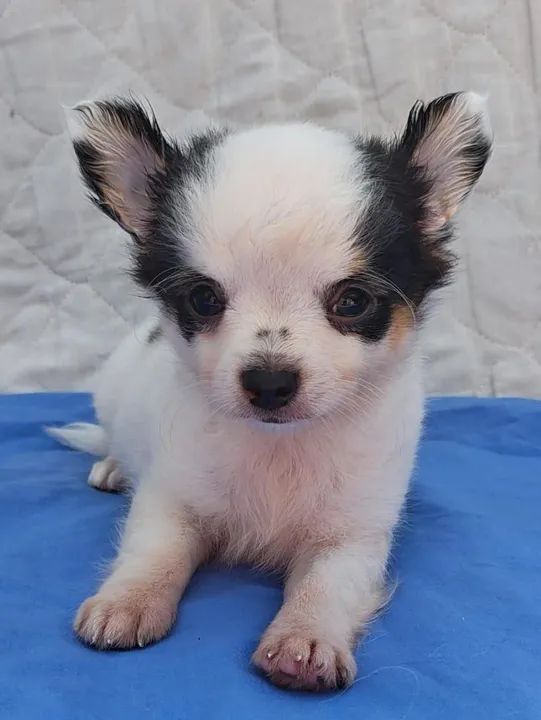 Chihuahua macho com vacina importada - Foto 2