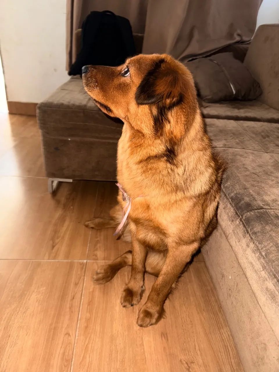 Cachorro pra doação (chow chow com vira lata)  - Foto 2