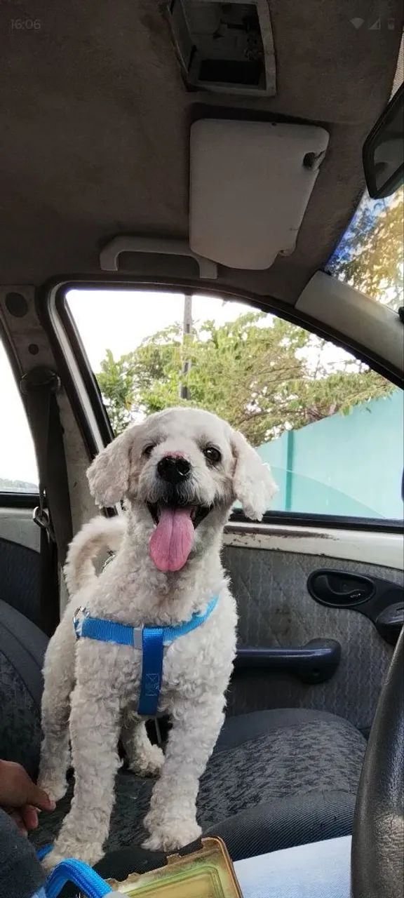 Coleira de pet - Foto 5