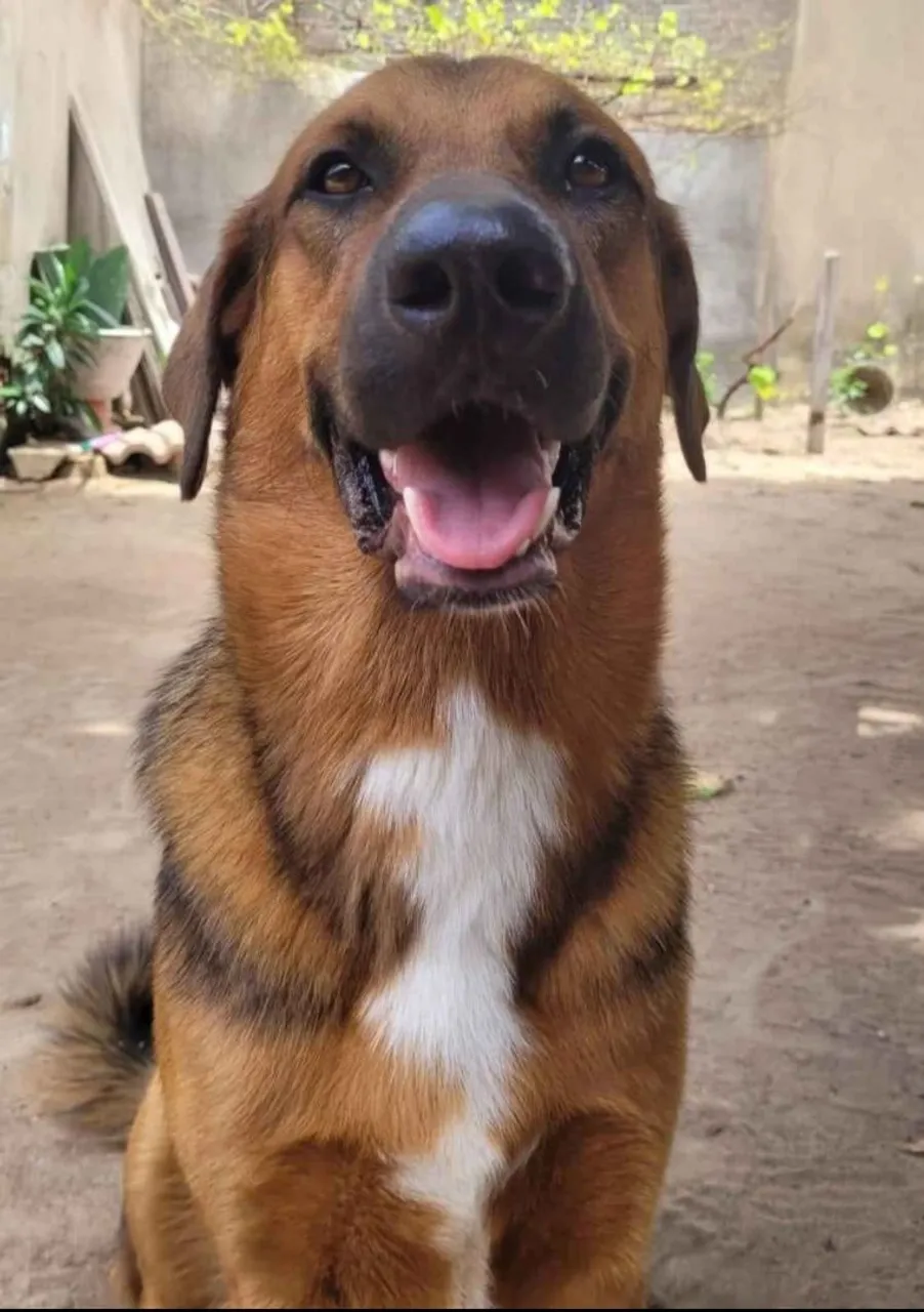Cão