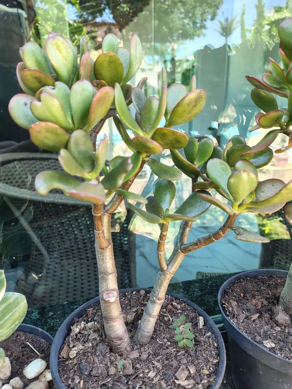Suculentas Jade  - Foto 5