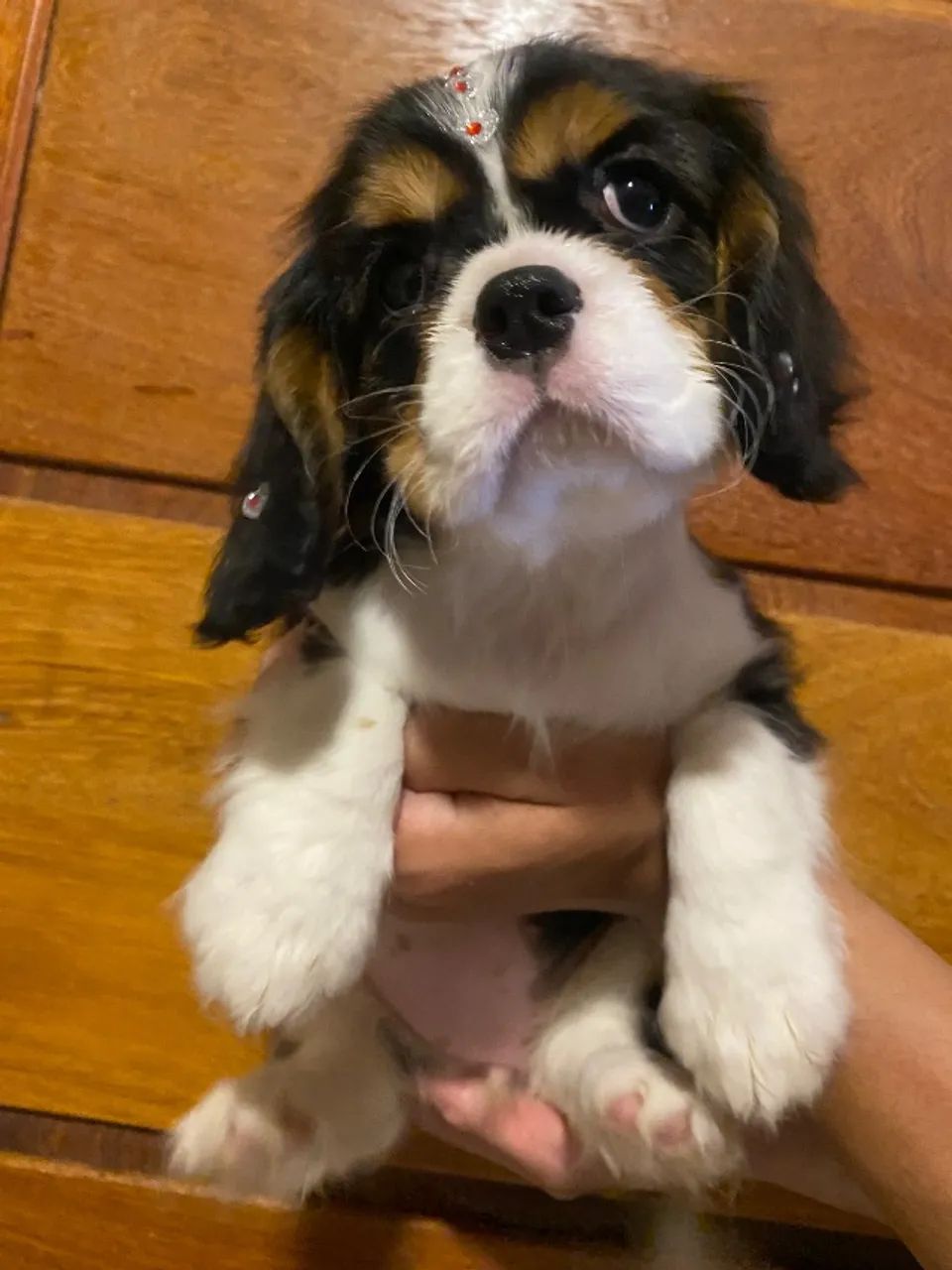 Cavlaier entregamos hoje mesmo 