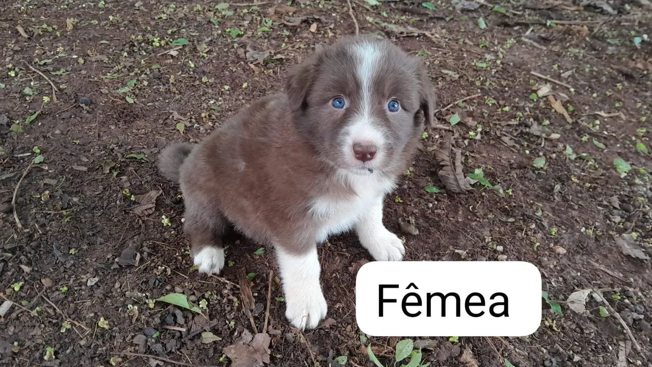 Border Collie Red Merle e Chocolate macho e fêmea  - Foto 3